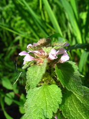 Lamium purpureum