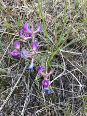 Astragalus missouriensis mimetes