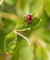 Merhynchites bicolor