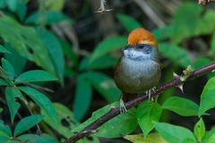 Synallaxis ruficapilla