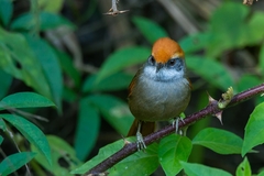 Synallaxis ruficapilla