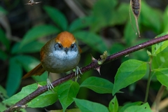 Synallaxis ruficapilla