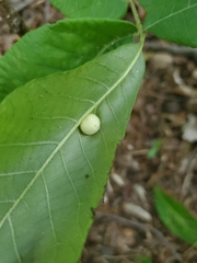 Phylloxera caryaeavellana