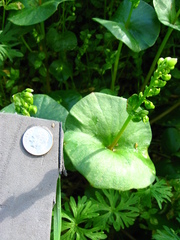 Claytonia