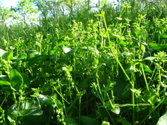 Claytonia