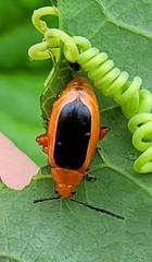 Disonycha discoidea
