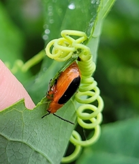 Disonycha discoidea