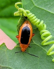 Disonycha discoidea