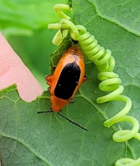 Disonycha discoidea