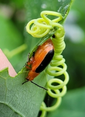 Disonycha discoidea