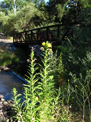 Oenothera elata