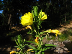 Oenothera elata