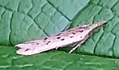 Dichomeris punctidiscellus