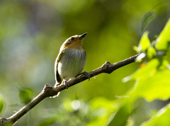 Poecilotriccus plumbeiceps