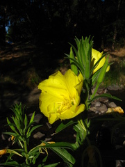 Oenothera elata