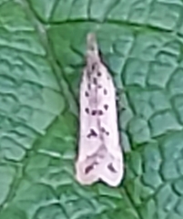 Dichomeris punctidiscellus