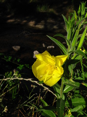 Oenothera elata