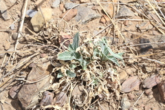 Oenothera brachycarpa