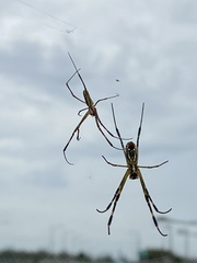 Trichonephila clavata