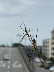 Trichonephila clavata