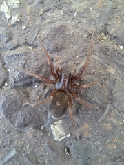 Gnaphosa kompirensis