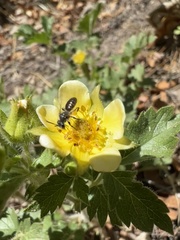 Anthophila