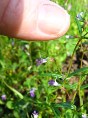 Collinsia sparsiflora