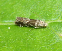 Holophysis emblemella