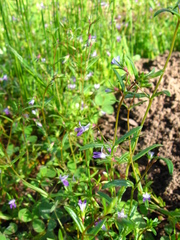 Collinsia sparsiflora
