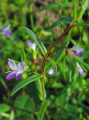 Collinsia sparsiflora