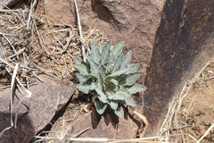 Oenothera brachycarpa