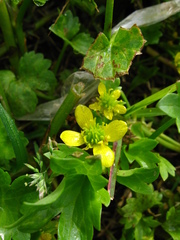 Ranunculus muricatus