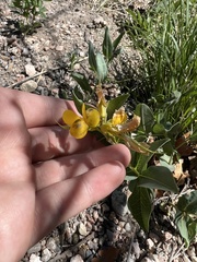 Thermopsis