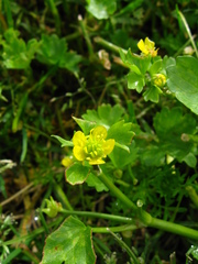 Ranunculus muricatus