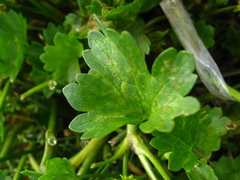 Ranunculus muricatus