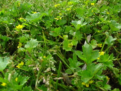 Ranunculus muricatus