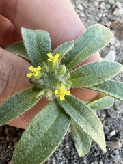 Alyssum