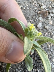 Alyssum