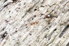 Temnothorax schaumii