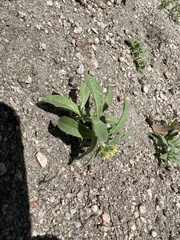 Alyssum
