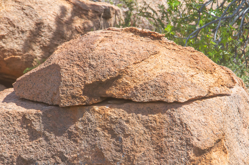 Hosmer's Spiny-tailed Skink, Egernia hosmeri