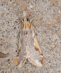 Loxostege albiceralis