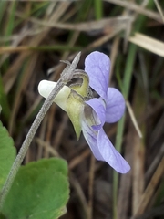 Viola rupestris