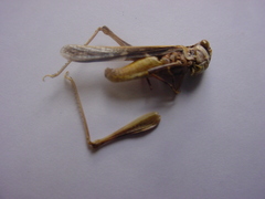 Psinidiini