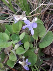 Viola rupestris