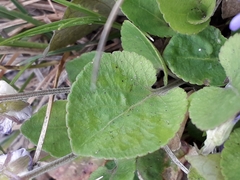 Viola rupestris
