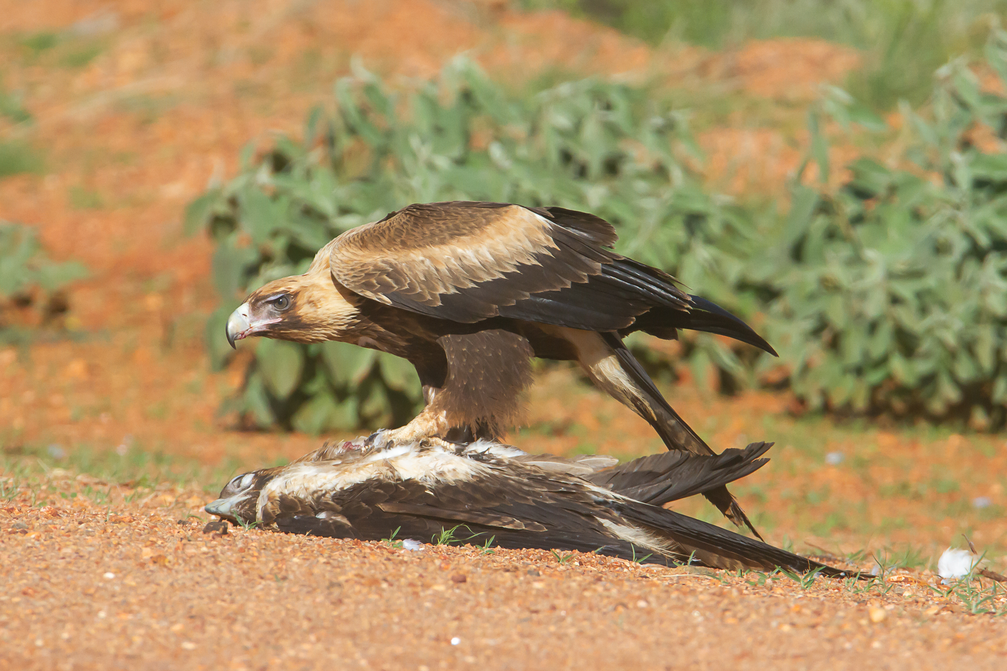 Wedge-tailed Eagle illustration