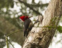 Campephilus robustus