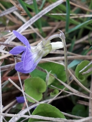 Viola rupestris