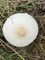 Macrolepiota dolichaula